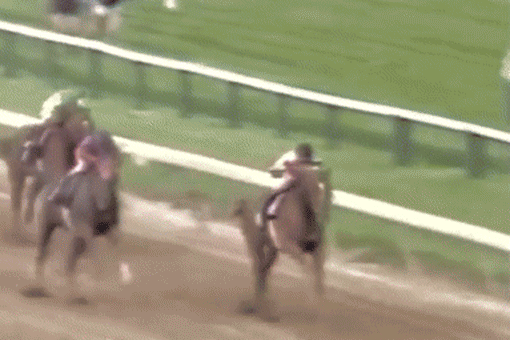 Affirmed_Triple_Crown_Winner-2